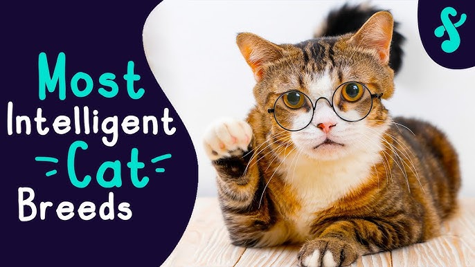 smartest cat breed