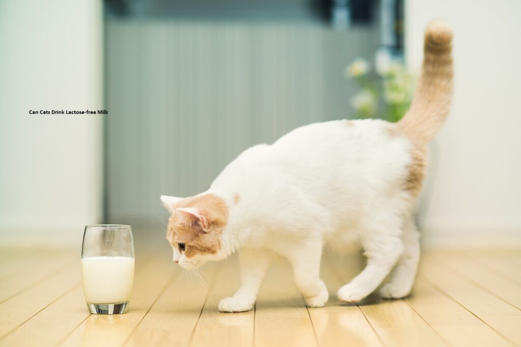 Can Cats Drink Lactose-free Milk