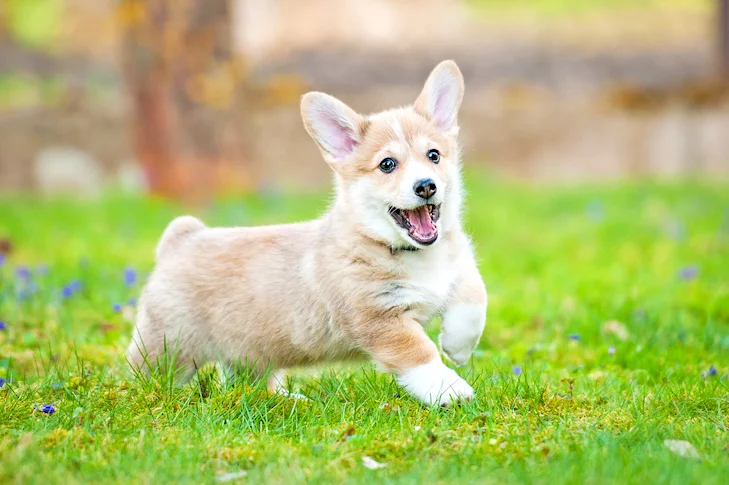 Corgi Puppies 101