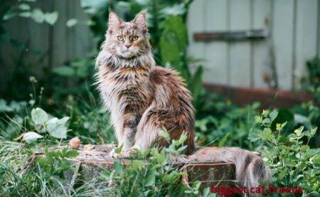 biggest cat breeds