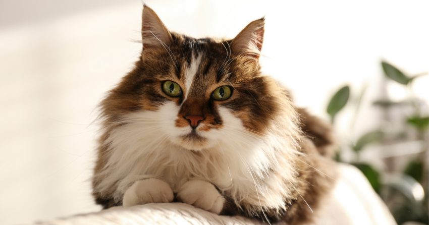 biggest cat breeds