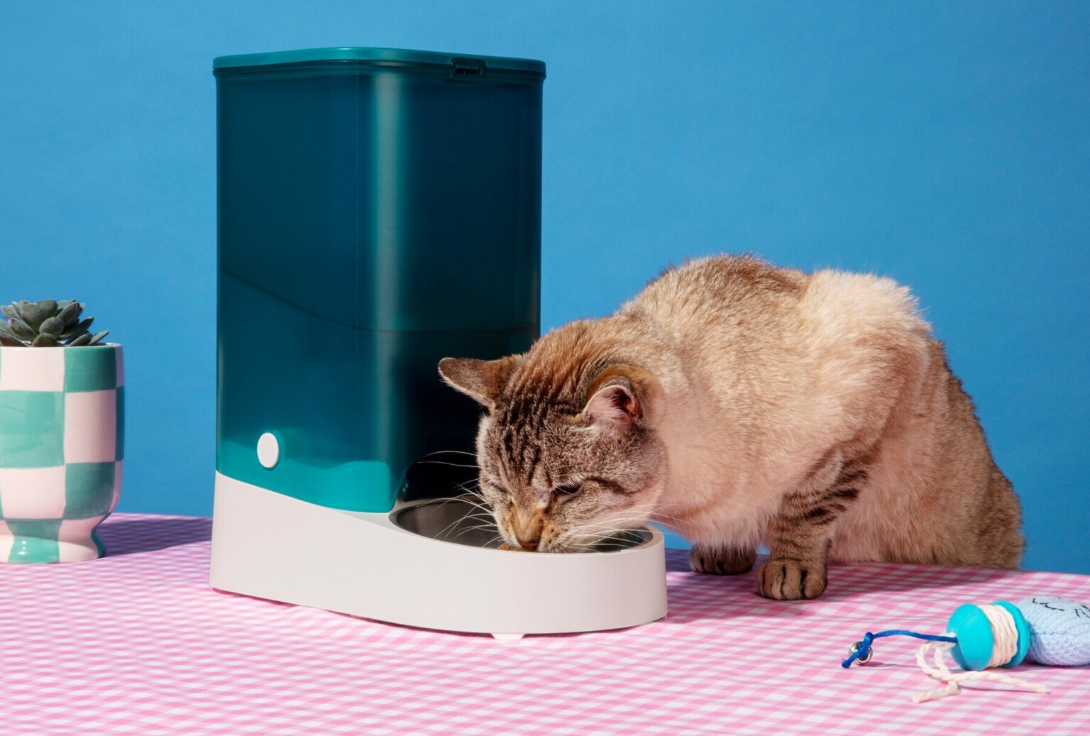 best cat fountain