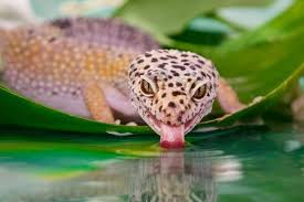 lepard gecko