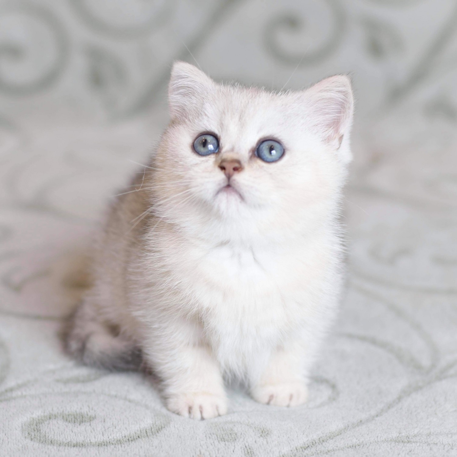 British Shorthair Kitten