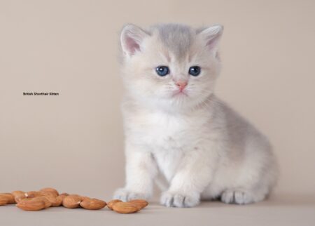 British Shorthair Kitten