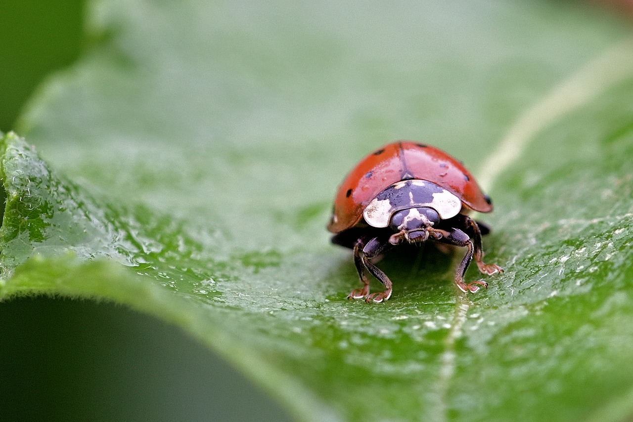 Beetle Diet 