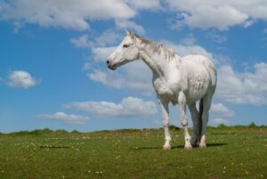 Down Syndrome Horse