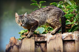 Rusty Spotted Cat