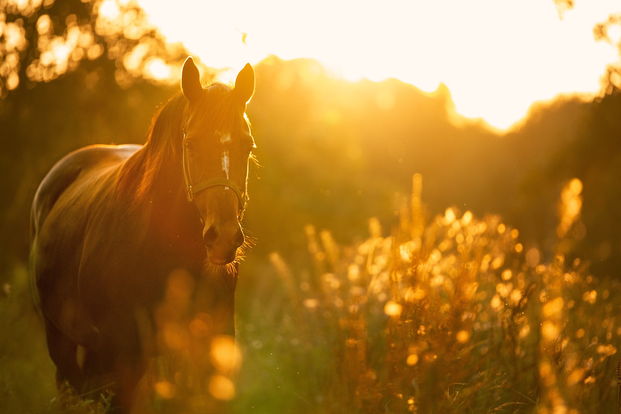 Down Syndrome Horse