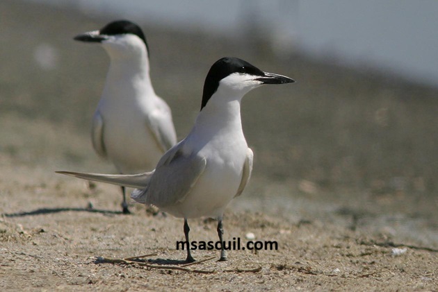 msascuil.com
