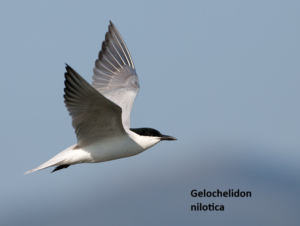 Gelochelidon nilotica