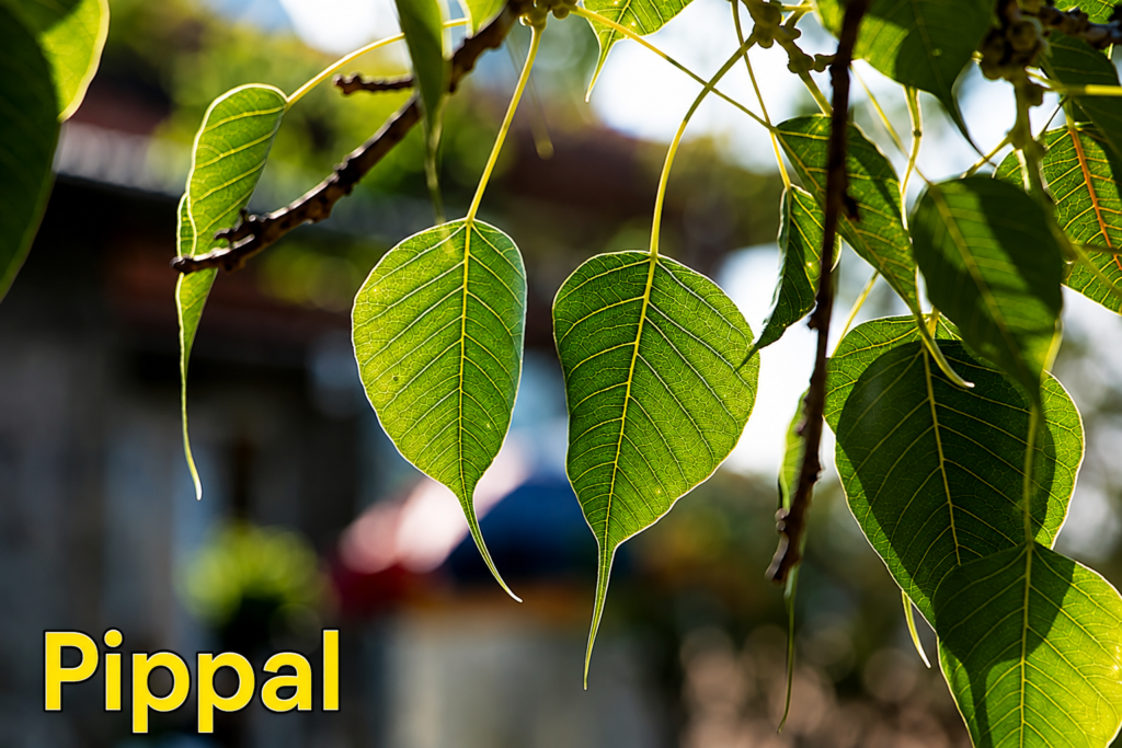 Pippal The Ultimate Guide to the Powerful and Beneficial Peepal Tree Pippal