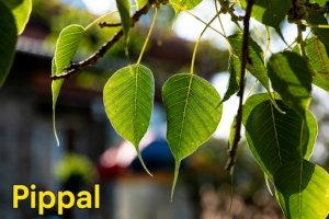 Pippal