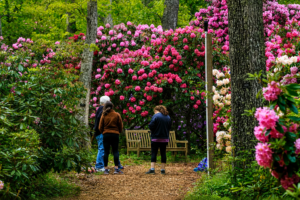 Flower Travel Amazing Guide to Beautiful Floral Trips